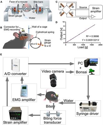 Development of a system to analyze oral frailty associated with Alzheimer's disease using a mouse model
